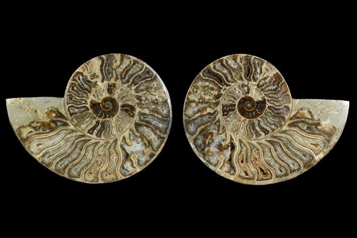 Bargain, Daisy Flower Ammonite (Choffaticeras) - Madagascar #157524